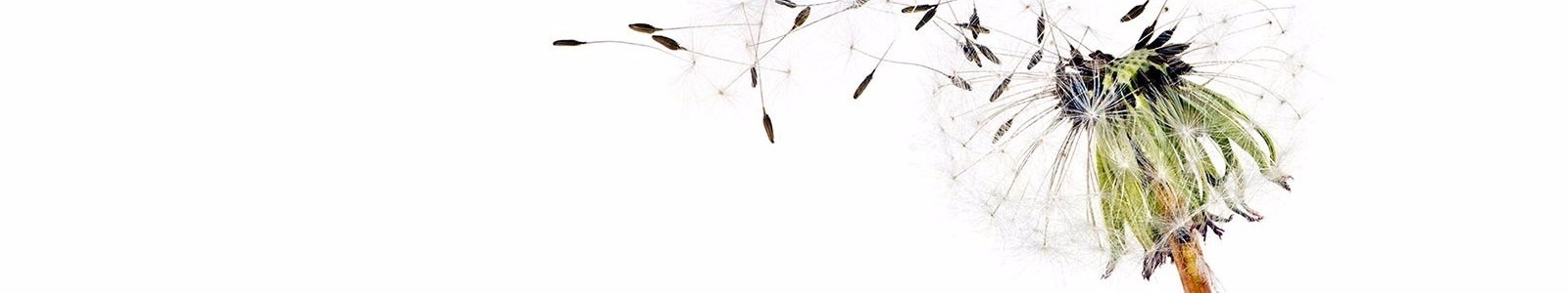 Divorce and Separation